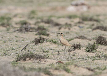 Cremefarbener Courser (Cursorius cursor), stehend im Freien - ZCF01101