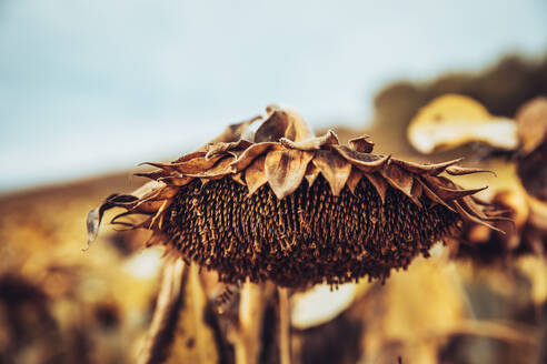 Head of dried sunflower growing in field - ACPF01504