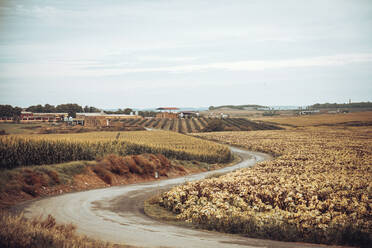 Spain, Huesca, Road winding through countryside fields in summer - ACPF01506