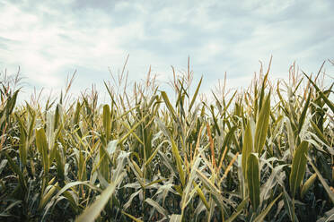 Corn growing in summer field - ACPF01507