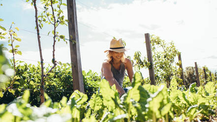 Junge Bäuerin bei der Arbeit auf dem Bauernhof an einem sonnigen Tag, Frau mit Hut bei der Landwirtschaft. - JLPSF20019