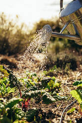 Bewässerung von Gemüse mit einer Gießkanne auf einem Bauernhof. Ein Landwirt bewässert die Pflanzen mit einer Gießkanne. - JLPSF20037