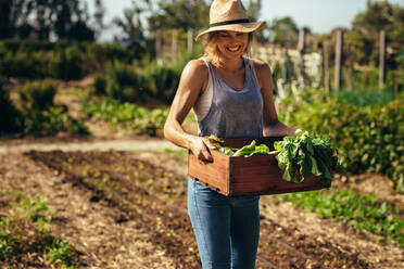 Female farmer working in field. Gardener carrying crate with freshly harvested vegetables in garden. - JLPSF20047