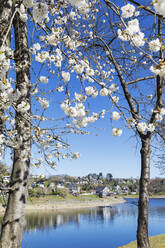 Blooming cherry tree in front of lake - GWF07616