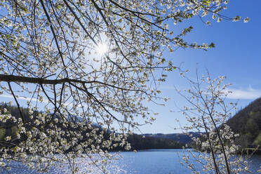 Blühender Kirschbaum unter blauem Himmel an einem sonnigen Tag - GWF07622
