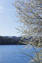 Blühender Kirschbaum vor einem See an einem sonnigen Tag - GWF07623