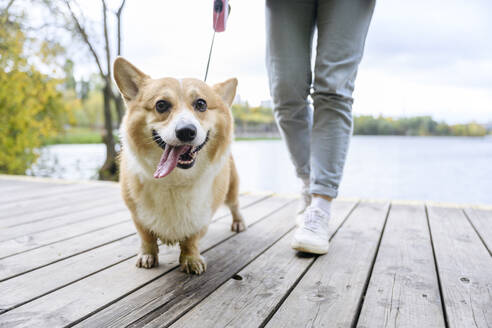 Frau mit süßem Hund, der die Zunge herausstreckt, geht auf einem Steg spazieren - EYAF02299