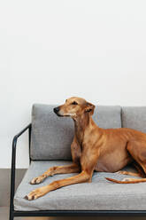 Brauner Mischlingshund, der sich zu Hause auf einer Couch entspannt. Liebenswerter Hund, der mit erhobenem Kopf auf dem Sofa liegt. - JLPSF24902