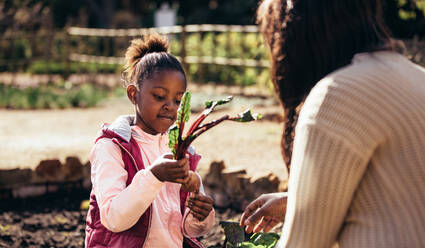 Kleines Mädchen hält mit ihrer Mutter ein Gemüse im Freien. Tochter hält mit ihrer Mutter auf dem Bauernhof eine junge Rote-Bete-Pflanze. Kleines Mädchen hilft ihrer Mutter im Garten. - JLPSF26094