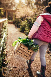 Rückansicht eines kleinen Mädchens, das einen Korb voller Pflanzen auf dem Bauernhof trägt. Junges Mädchen mit Korb geht durch den Garten. - JLPSF26233