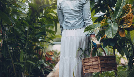 Rückansicht einer Gärtnerin, die mit einem Korb in einer Gärtnerei spazieren geht. Eine Frau hält einen Korb im Gewächshaus. - JLPSF26329