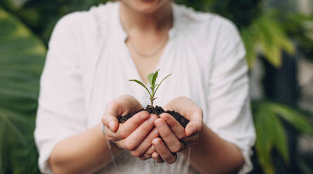 Close up of female gardener hands holding seedling. Woman holding sapling with soil in cupped hands. - JLPSF26337