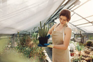Gärtnerin im tropischen Gewächshaus, die eine Kaktuspflanze hält. Kaukasische Frau mit Schürze, die sich um Kaktuspflanzen im Gartencenter kümmert. - JLPSF26340