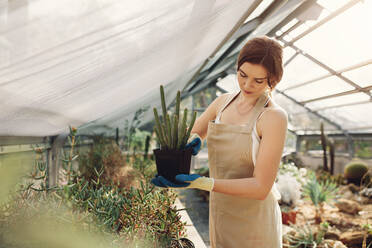 Woman gardener in tropical greenhouse holding a cactus plant. Caucasian female wearing apron taking care of cactus plants at garden center. - JLPSF26340