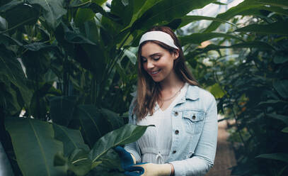 Schöne junge Frau bei der Arbeit im Gewächshaus, glückliche Gärtnerin bei der Pflege von Pflanzen. - JLPSF26492