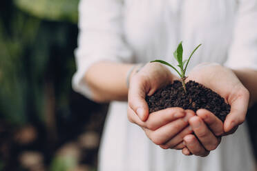 Close up of woman holding seedling with soil in cupped hands. Female gardener hands with soil and green sprout. - JLPSF26515