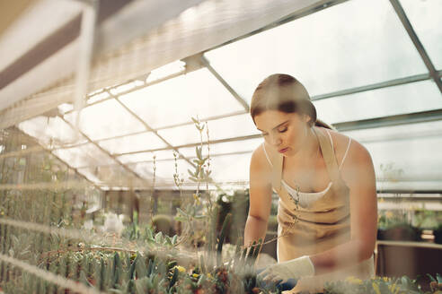 Female gardener in greenhouse taking care of cactus plants. Female worker working at garden center. - JLPSF26525