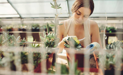 Beautiful young lady in plant nursery working on cactus plants. Female gardener at work in greenhouse. - JLPSF26526