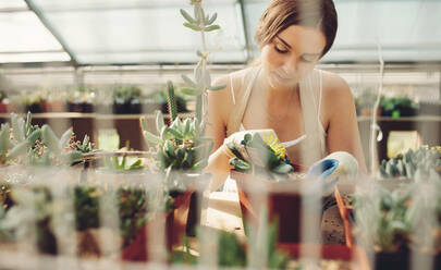 Schöne junge Frau in der Gärtnerei bei der Arbeit an Kaktuspflanzen. Gärtnerin bei der Arbeit im Gewächshaus. - JLPSF26526