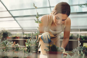 Woman gardener planting cactus plant in a pot in greenhouse. Female worker working at a cactus garden. - JLPSF26528