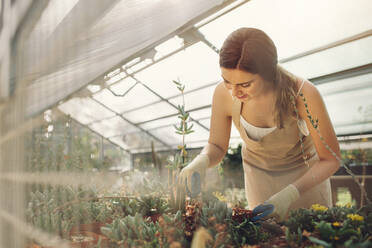 Young lady in plant nursery working on cactus plants. Female gardener taking care of plants in greenhouse. - JLPSF26529