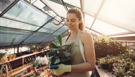 Indoor shot of happy female gardener taking care of cactus. Woman with potted cactus plant at greenhouse. - JLPSF26532