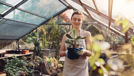 Female gardener carrying cactus plant in greenhouse. Female worker working at garden center. - JLPSF26534