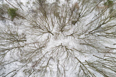 Aerial top view of trees in winter forest covered with snow, Sallandse Heuvelrug, Hellendoorn, Overijssel, Netherlands. - AAEF16699