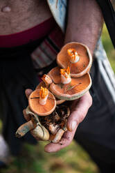 Nahaufnahme einer Hand, die einige Pilze im Wald hält - ADSF39979