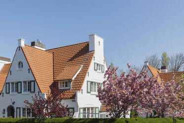 Belgien, Westflandern, De Haan, Blühende Kirschblüten vor einer historischen Villa - GWF07639