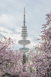 Deutschland, Hamburg, Kirschblüten blühen am Heinrich-Hertz-Turm - KEBF02465