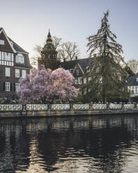 Deutschland, Hamburg, Kirschblüte blüht am Ufer der Binnenalster - KEBF02471