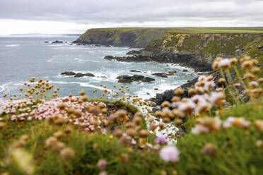 UK, England, Küstenklippen mit blühenden Wildblumen im Vordergrund - WPEF06676