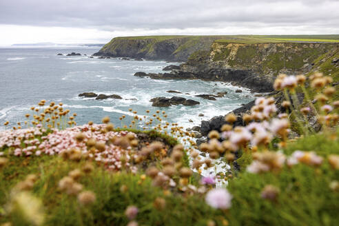 UK, England, Küstenklippen mit blühenden Wildblumen im Vordergrund - WPEF06676