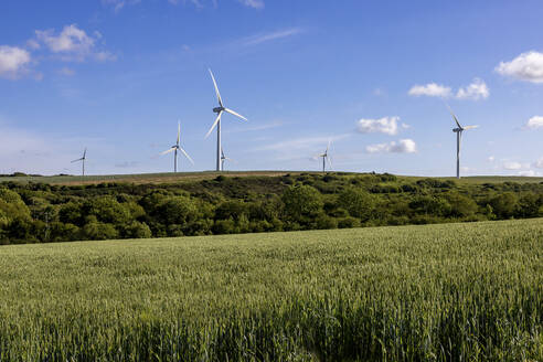 UK, England, Grünes Feld im Sommer mit Windpark im Hintergrund - WPEF06678
