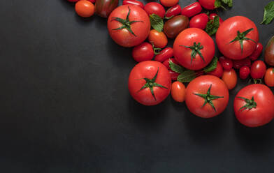 Ripe tomatoes along with mint on black background. Big and small sized tomatoes placed together on a table. - JLPSF27354