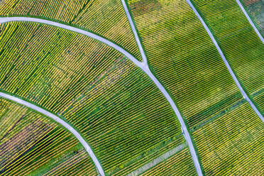 Germany, Baden-Wurttemberg, Drone view of autumn vineyard - STSF03593