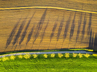 Germany, Baden-Wurttemberg, Drone view of trees casting shadows on plowed field - STSF03610