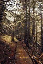 Spain, Catalonia, Empty boardwalk in autumn forest - ACPF01510