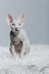 Adorable weiße haarlose Sphynx-Katze mit blauen Augen sitzen auf weichen Decke gegen grauen Hintergrund - ADSF40216