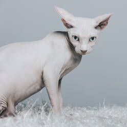 Seitenansicht der liebenswerten weißen haarlosen Sphynx-Katze mit blauen Augen sitzen auf weichen Decke gegen grauen Hintergrund - ADSF40217