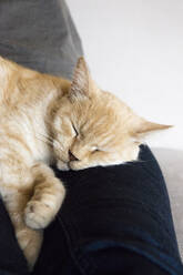 Portrait of cat sleeping on legs of woman - EVGF04143