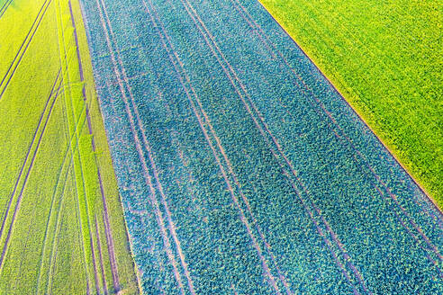 Deutschland, Baden-Württemberg, Drone view of green field in Swabian Alb - STSF03626