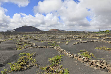 Spanien, Kanarische Inseln, Vulkanischer Weinberg auf der Insel Lanzarote mit Caldera Colorada und Montana Negra im Hintergrund - ZCF01114