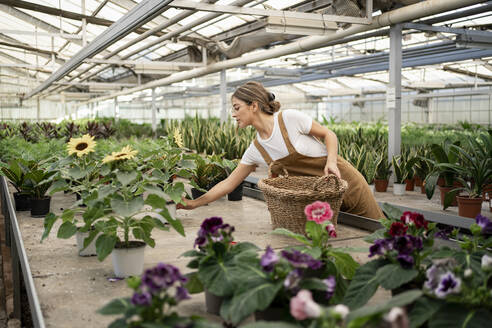 Gardener with basket working in plant nursery - RCPF01479