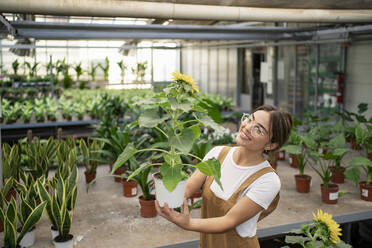 Happy gardener holding sunflower plant in nursery - RCPF01483