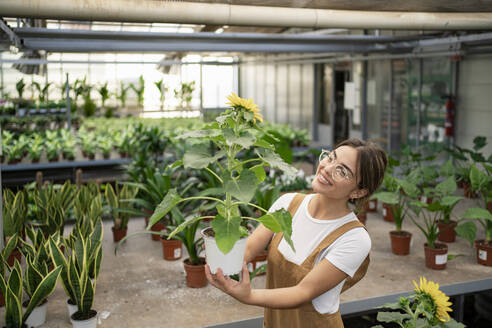 Glücklicher Gärtner hält Sonnenblumenpflanze in der Gärtnerei - RCPF01483