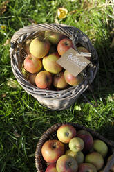 Körbe mit frischen, reifen Boskoop-Äpfeln - GISF00937