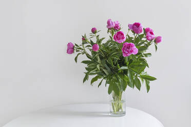 Studioaufnahme einer Vase mit rosa blühenden Pfingstrosen an einer weißen Wand - YDF00076