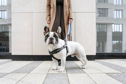 Frau mit französischer Bulldogge auf dem Fußweg stehend - EYAF02346